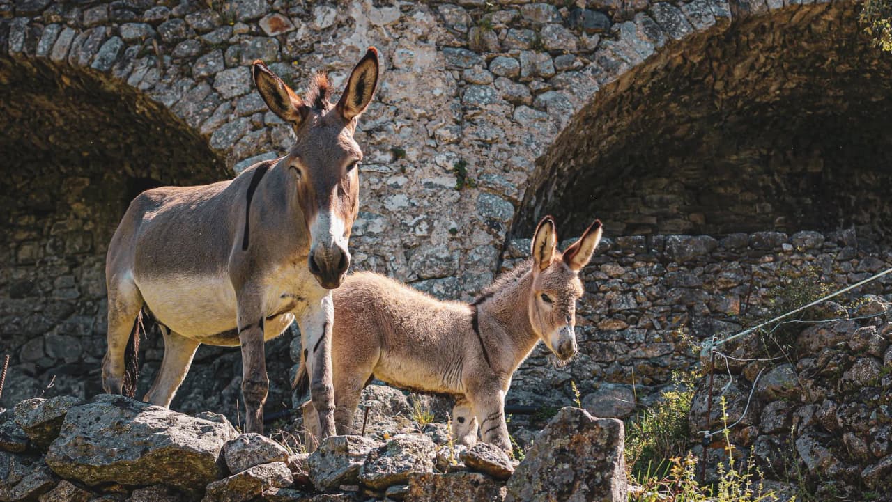 Peaceful donkeys resting on stones in the heart of the Cévennes under a sunny sky.