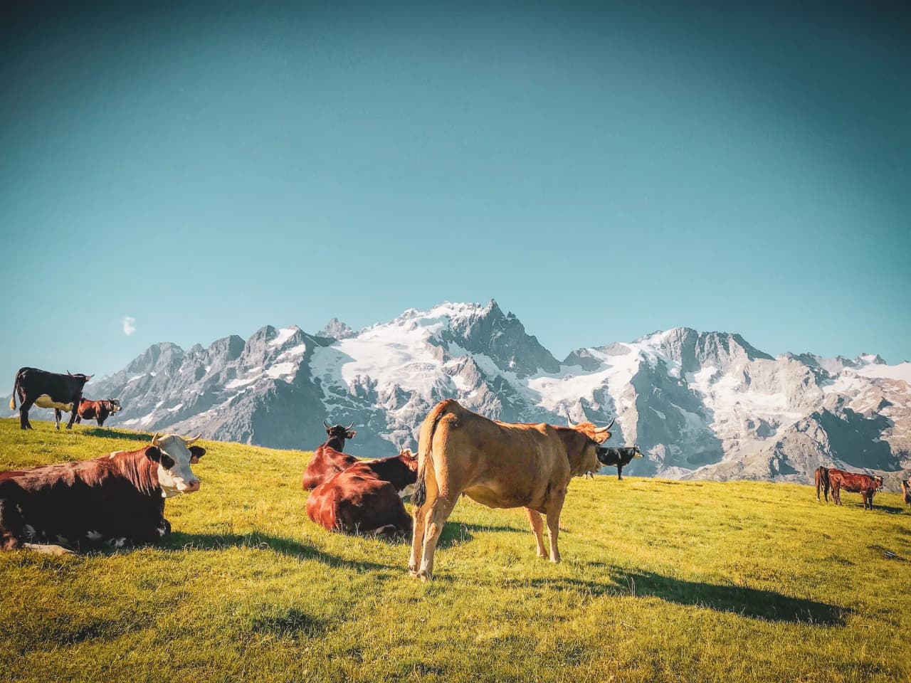 Cows grazing in a majestic Alpine panorama, under a brilliant blue sky.
