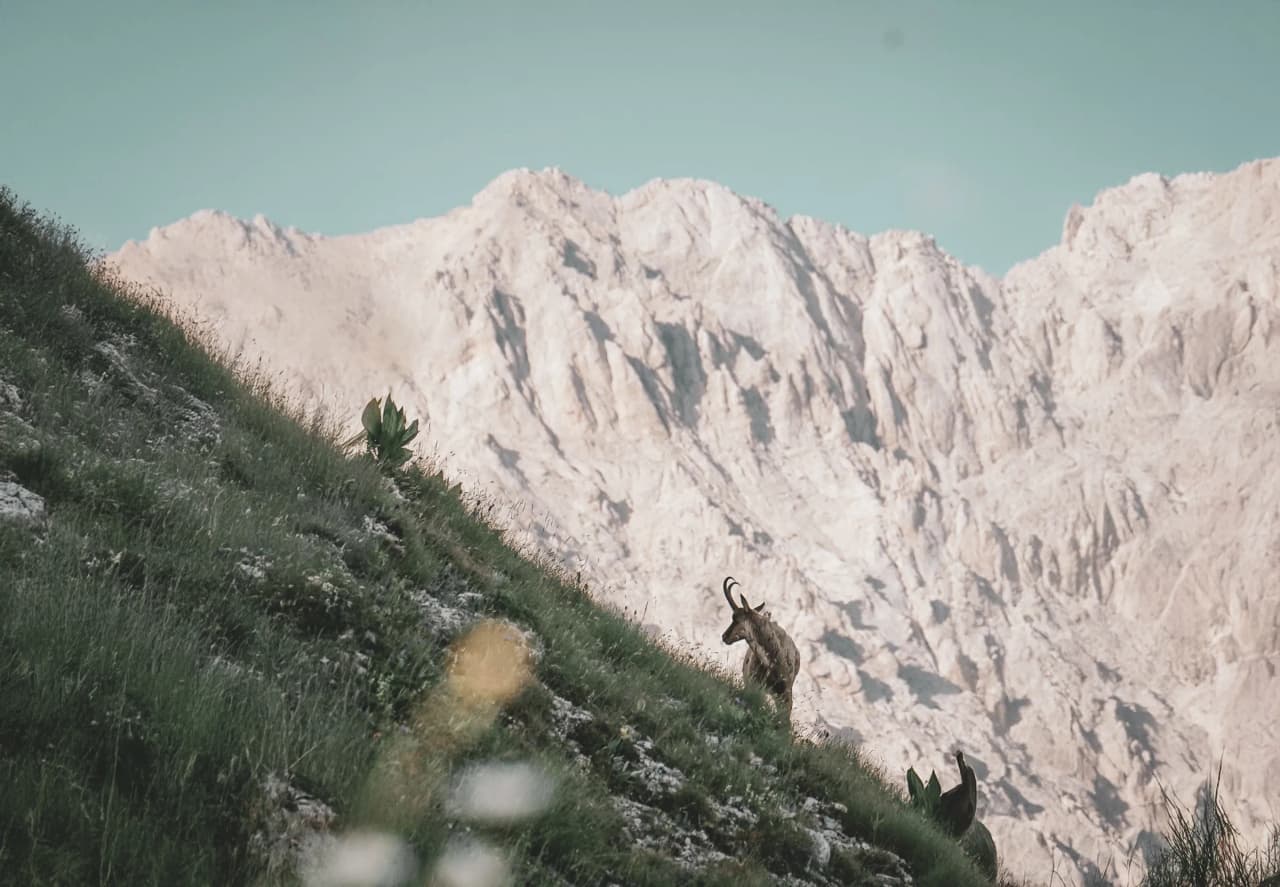 A majestic mountain view with an ibex, inviting you to take part in an alpine adventure in the Grand Paradis.
