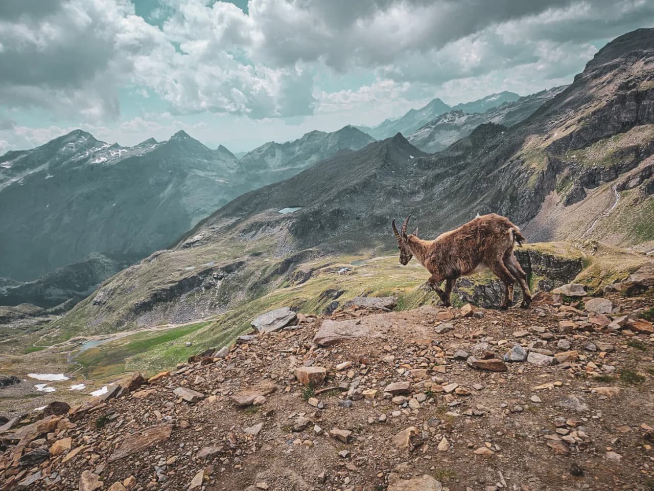 A majestic ibex strolls along an Alpine path, surrounded by majestic peaks.