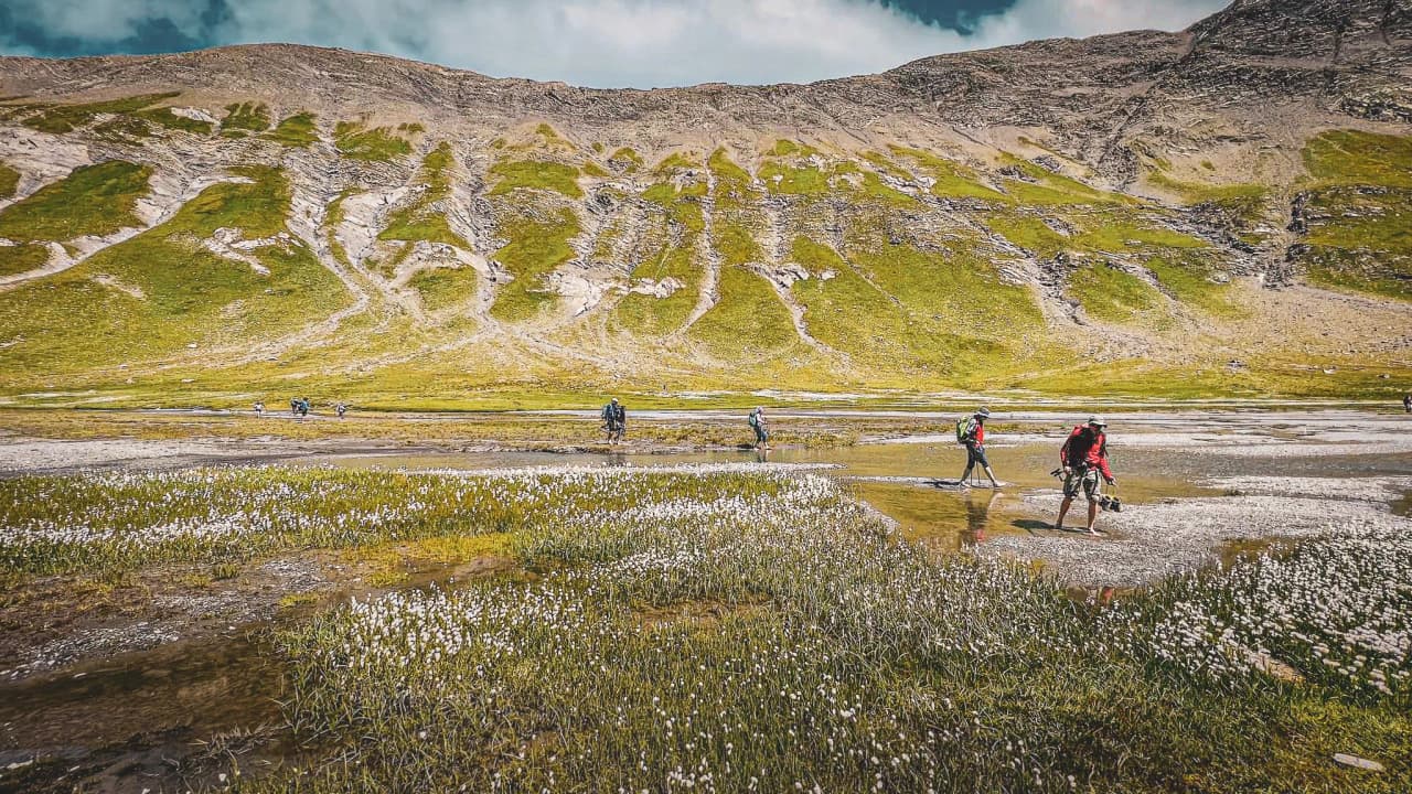 A group of hikers crossing a green alpine landscape with white flowers and majestic mountains.