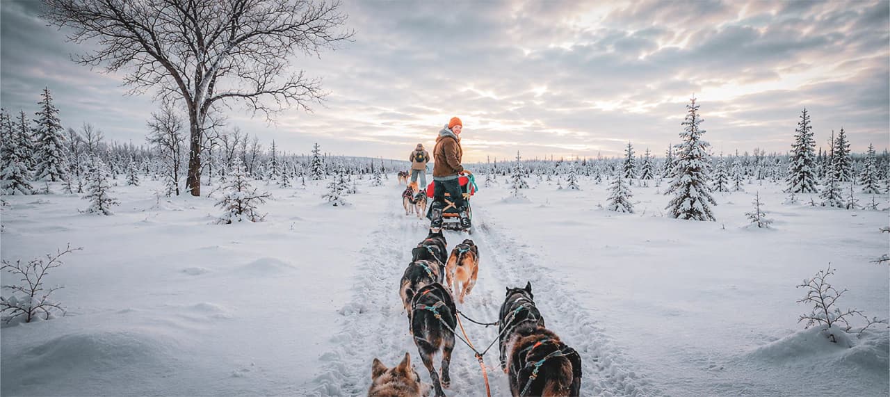 Dog sledding holidays in Lapland and Scandinavia