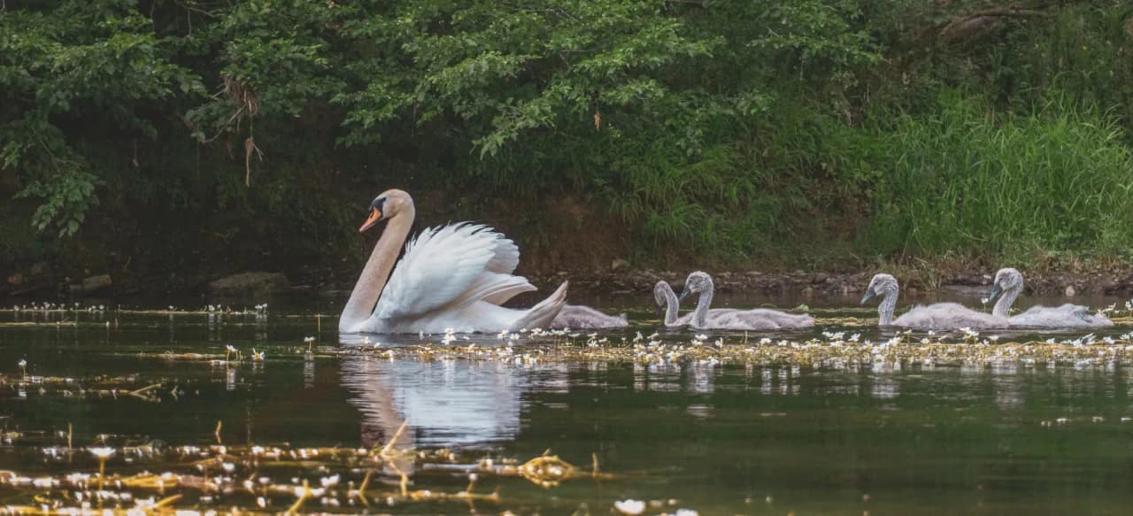 A majestic swan swims peacefully with its young in the green valley of the Semois.