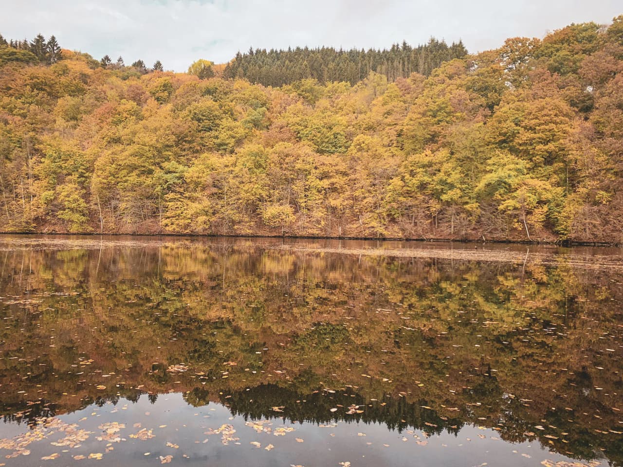 Valley of the Semois, golden reflections of trees in autumn on peaceful water. A nature adventure.