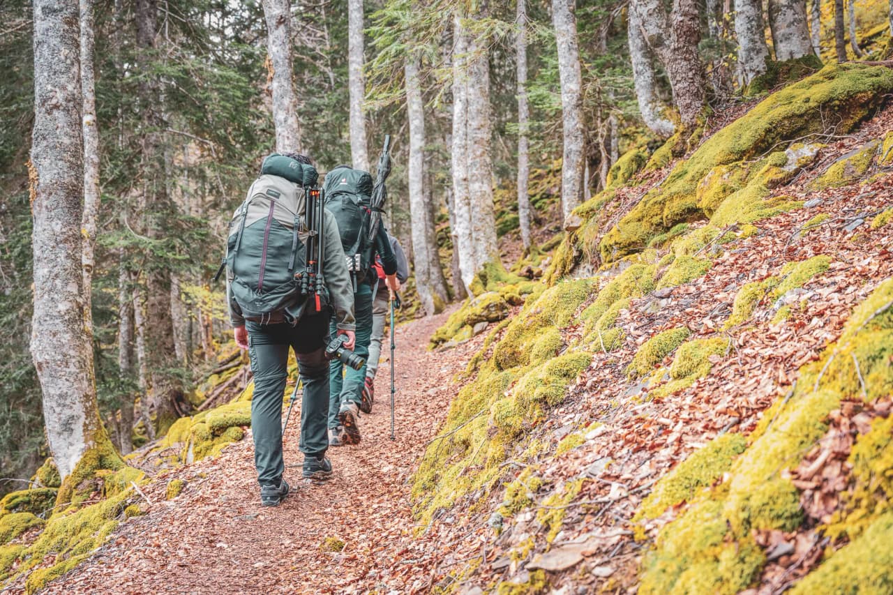 Des randonneurs équipés marchent sur un sentier boisé, entourés de mousse verdoyante et de nature préservée.