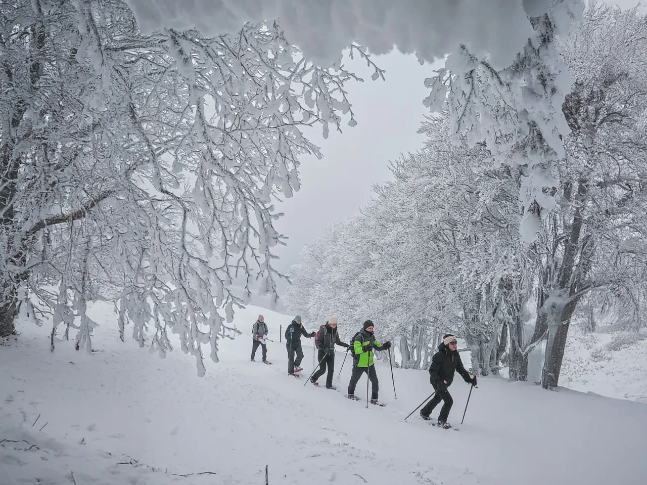 A group of snowshoe hikers in a snow-covered landscape, under frosted trees.