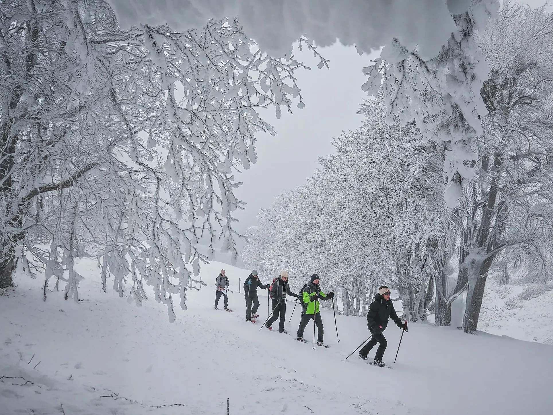 A group of snowshoe hikers in a snow-covered landscape, under frosted trees.