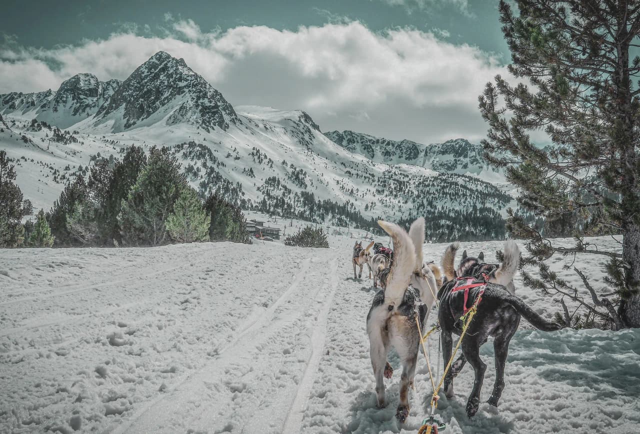 Sledge dogs on a snowy trail, with majestic mountains in the background.