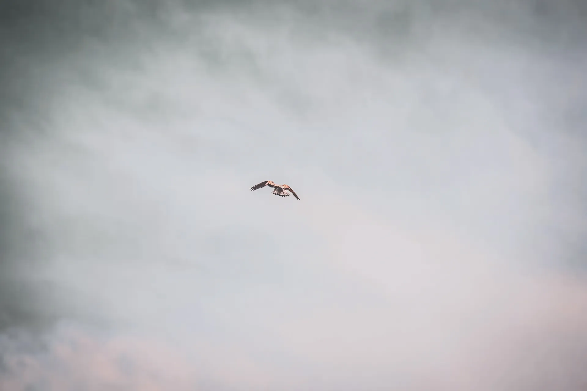 Un oiseau majestueux plane dans un ciel nuageux, symbole de liberté en pleine nature.