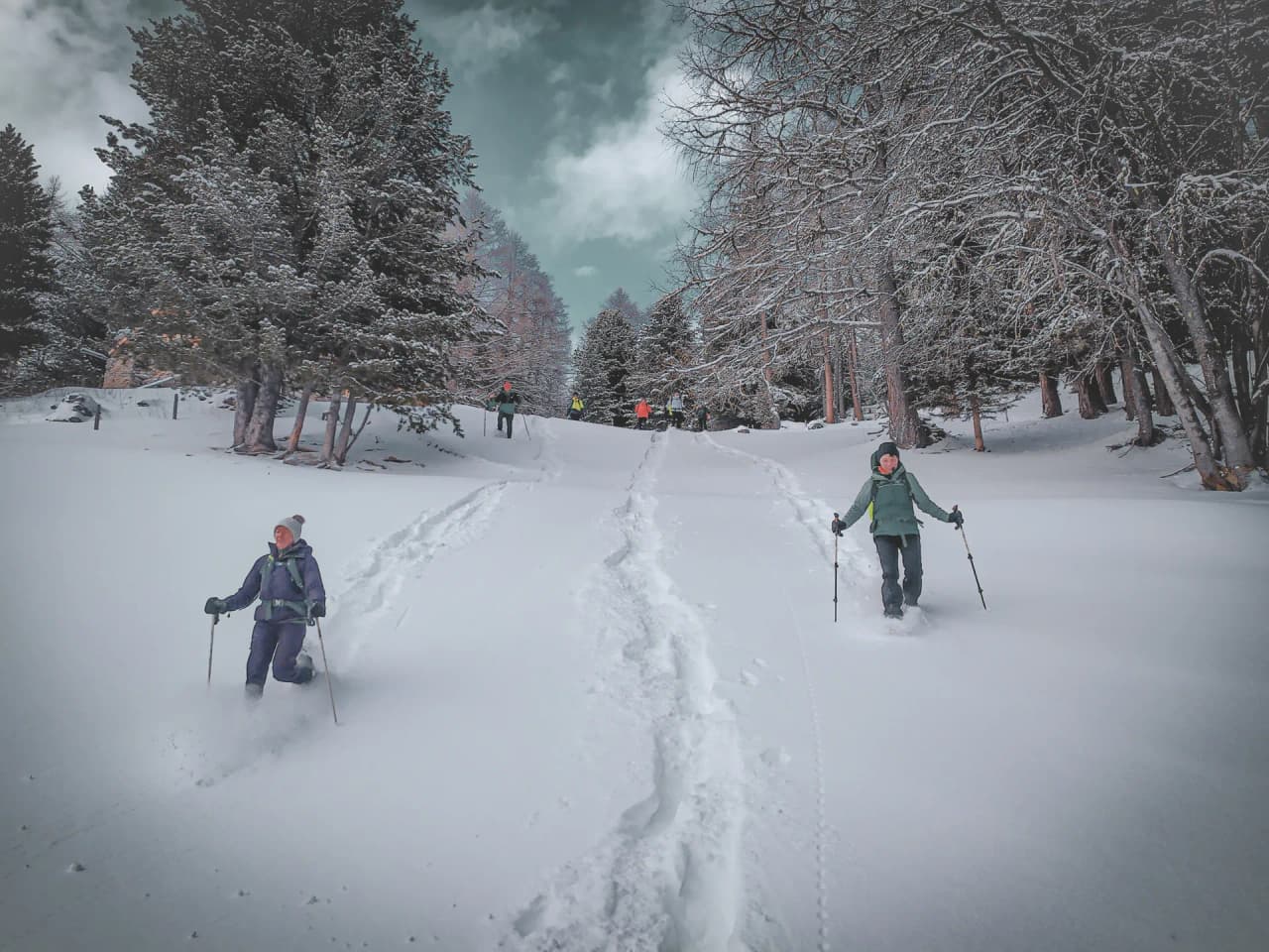 Groups of hikers on snowshoes in a snowy landscape under majestic trees.