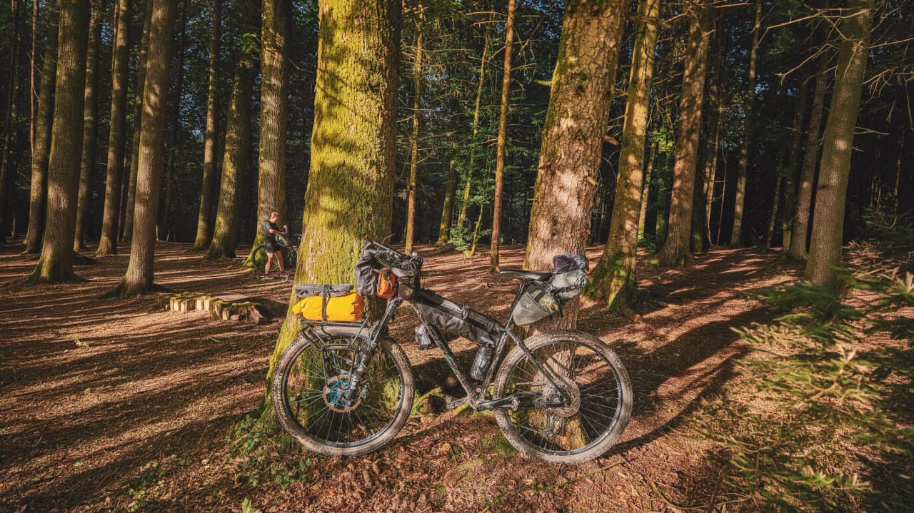Touring bikes resting on a forest floor under the majestic trees of Saint-Hubert.