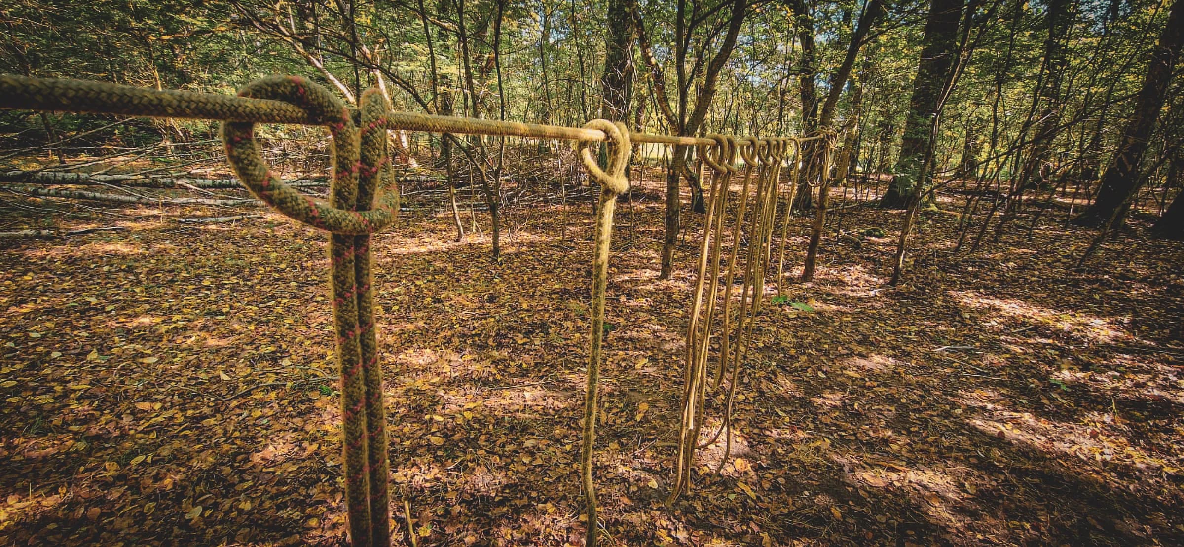 Rope knots hung between trees in a serene, sunlit forest filled with autumn leaves.