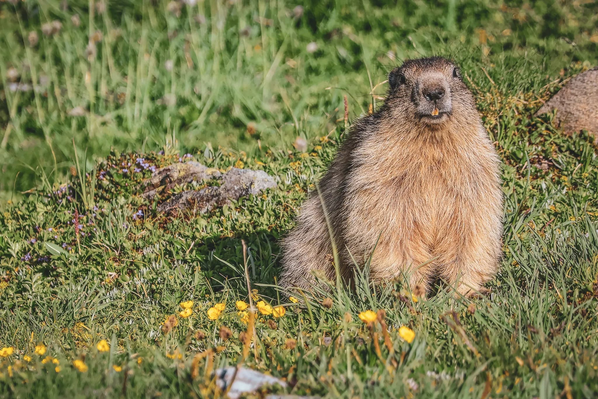A marmot stands on the green ground, surrounded by yellow flowers and small plants. The sun illuminates its brown coat, highlighting its soft, full texture. It stares straight ahead with a curious expression