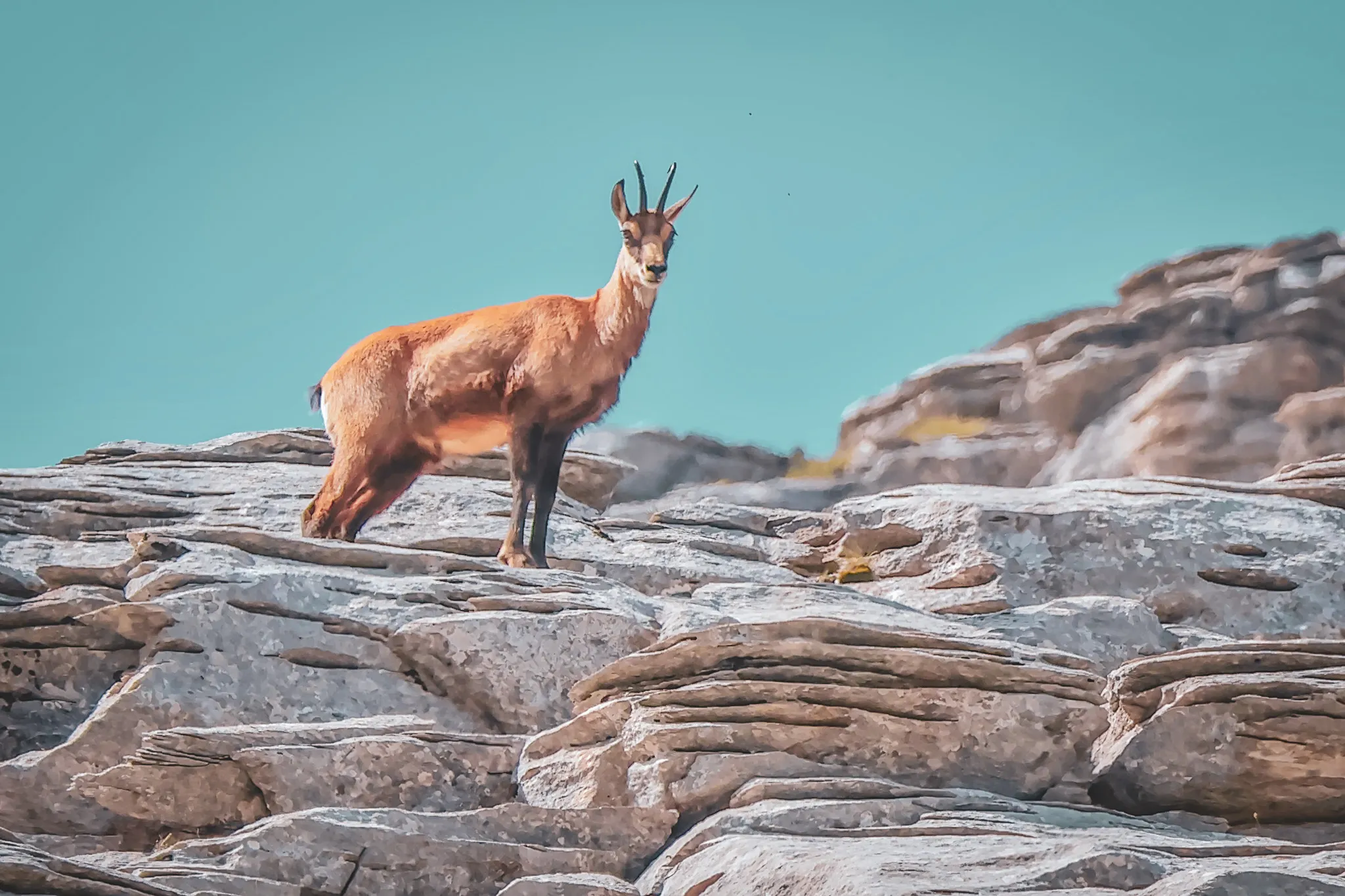 A chamois stands on a pile of rocks, briefly illuminated by the sunlight. It has a brownish coat and distinctive horns that stand out on its head. The background is a blue sky