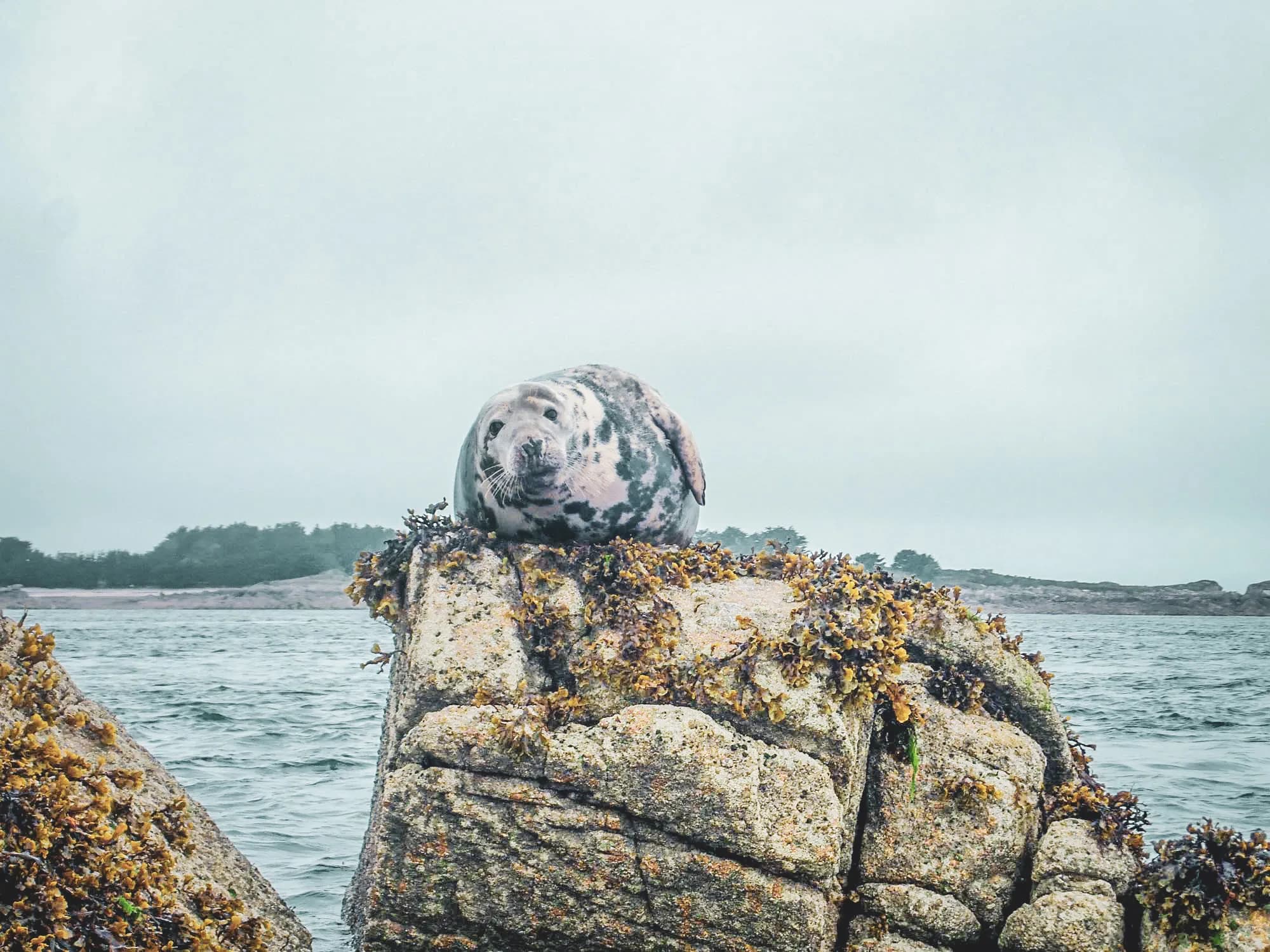 A seal rests on a rock covered in seaweed, with a calm sea in the background.