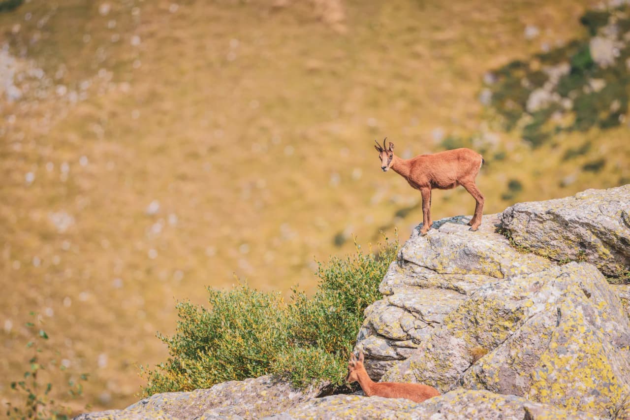 Isard se tenant sur un rocher dans les Pyrénées, paysage sauvage et lumineux, invitation à l'aventure.