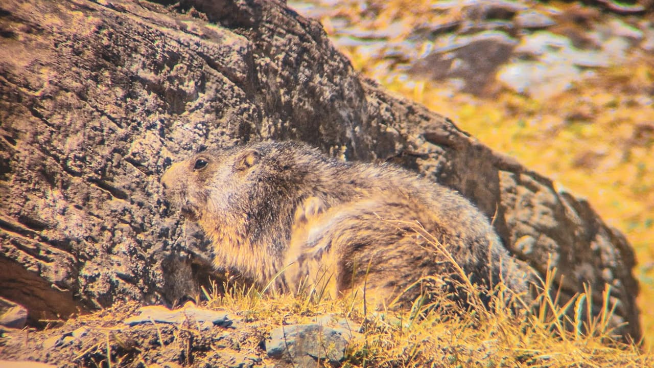 Marmotte se reposant sur un rocher dans les Hautes Pyrénées, entourée de nature sauvage et ensoleillée.