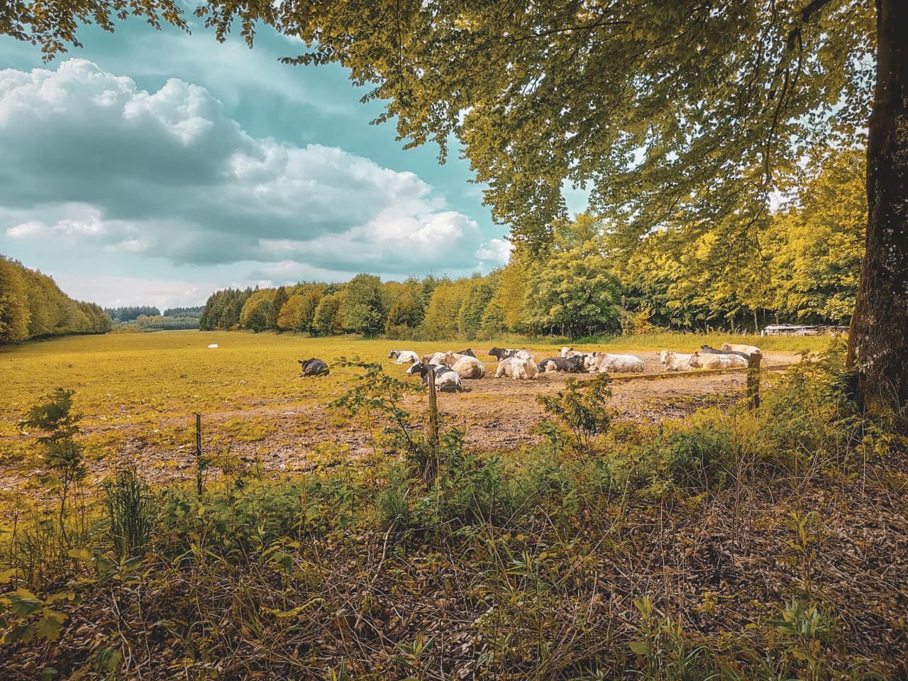 A vast green field bordered by trees, with cows lying peacefully under a cloudy sky.