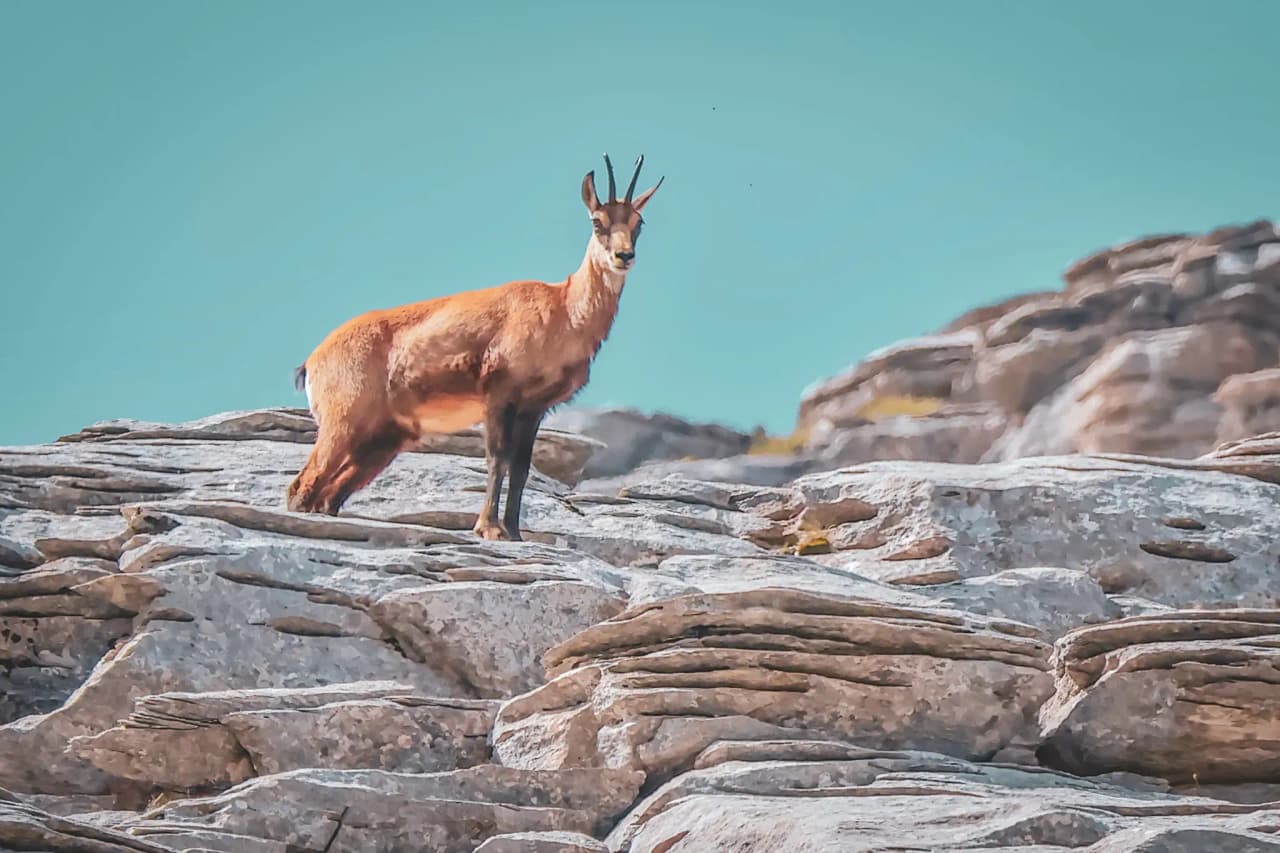 Elegant chamois on the rocks, under a blue sky, symbol of the wild and unspoilt Alps.