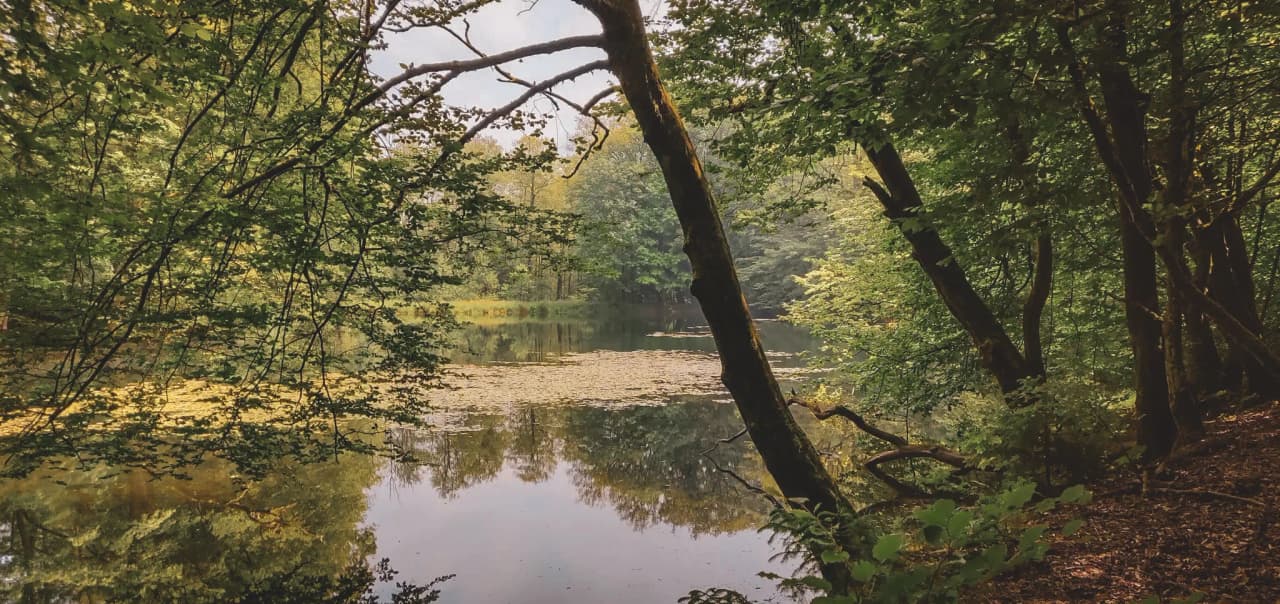 A peaceful lake surrounded by greenery, perfect for a weekend in the heart of nature in the Ardennes.