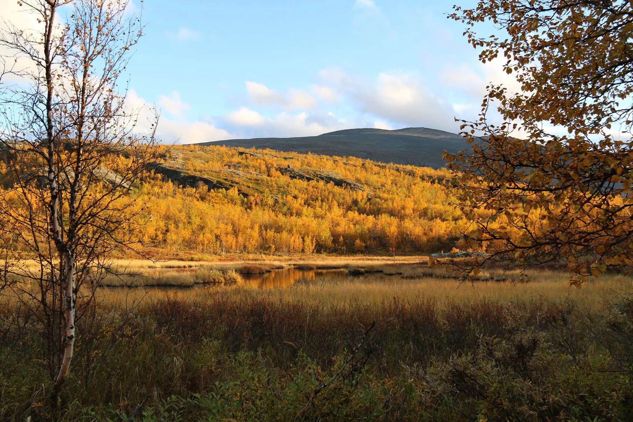 Un paysage automnal avec une grande étendue d'arbres dont les feuilles sont d'un jaune éclatant, typique de la saison. À l'arrière-plan, des collines verdoyantes s'étendent sous le ciel.