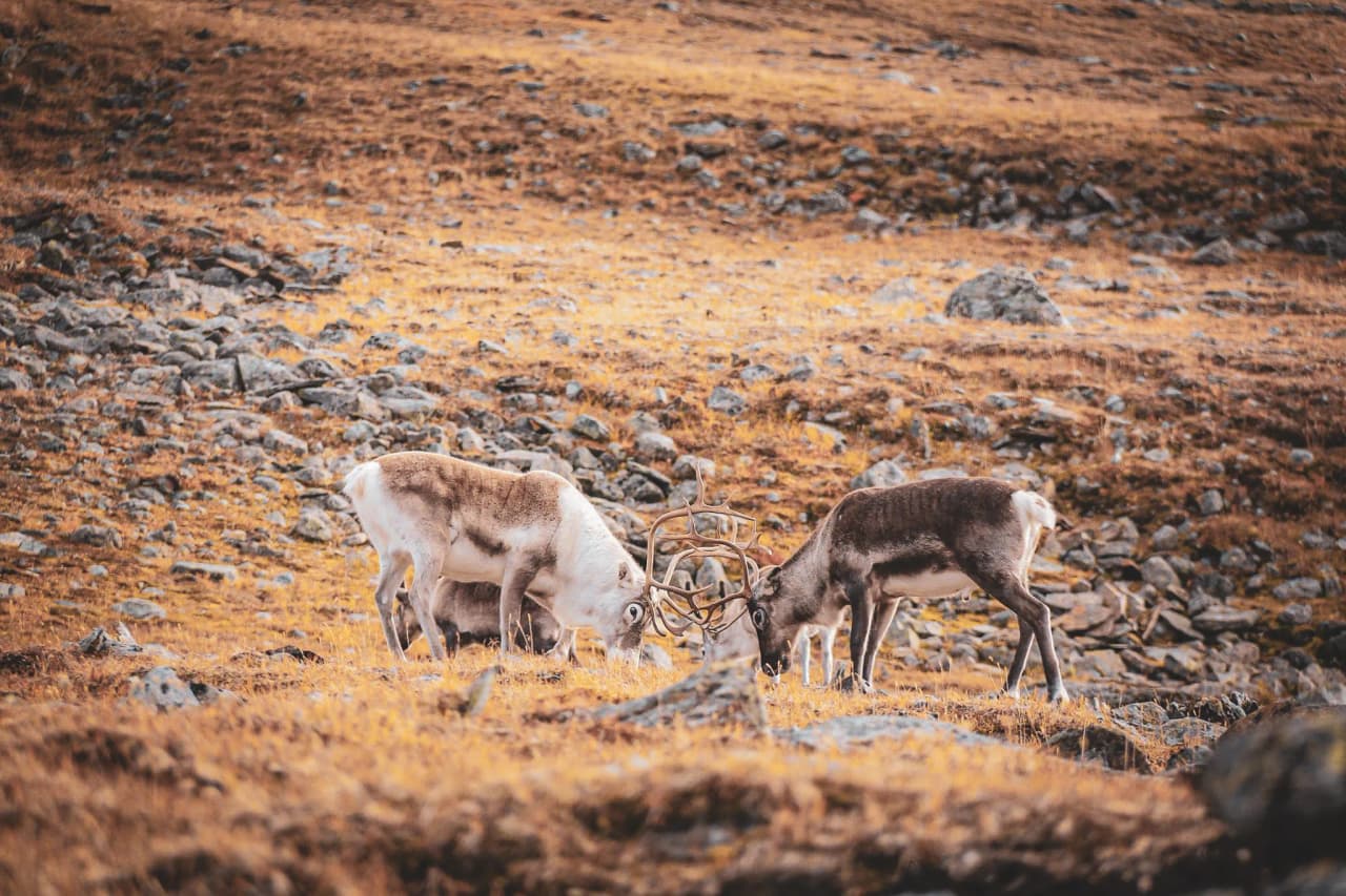 des rennes dans un paysage doré et rocheux de Laponie