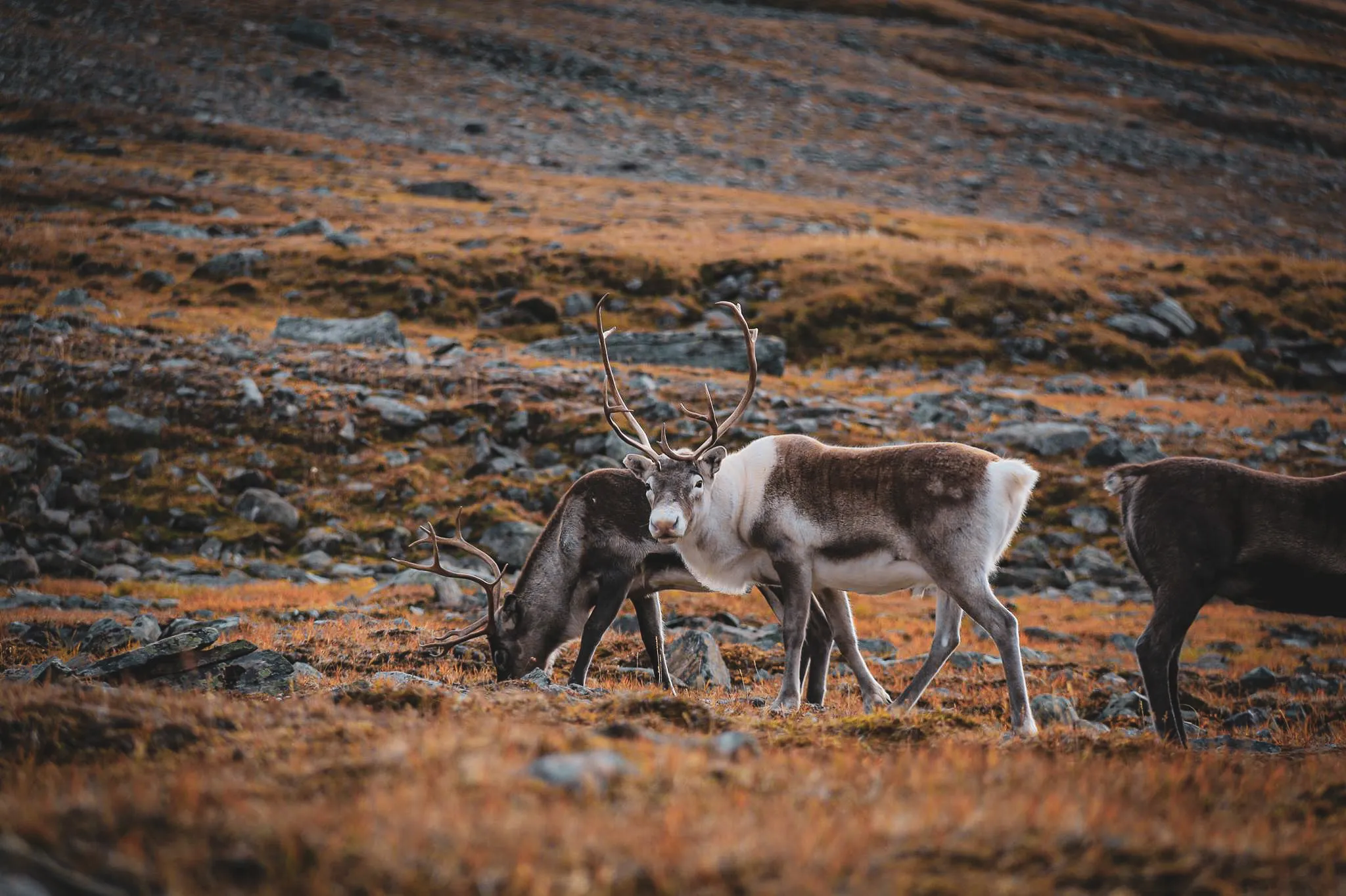 Un paysage naturel avec des rennes se déplaçant parmi des rochers et des herbes jaunies. Deux rennes, l'un avec un pelage brun et blanc, et l'autre plus foncé, se combattent sur le chemin du roi en suède.