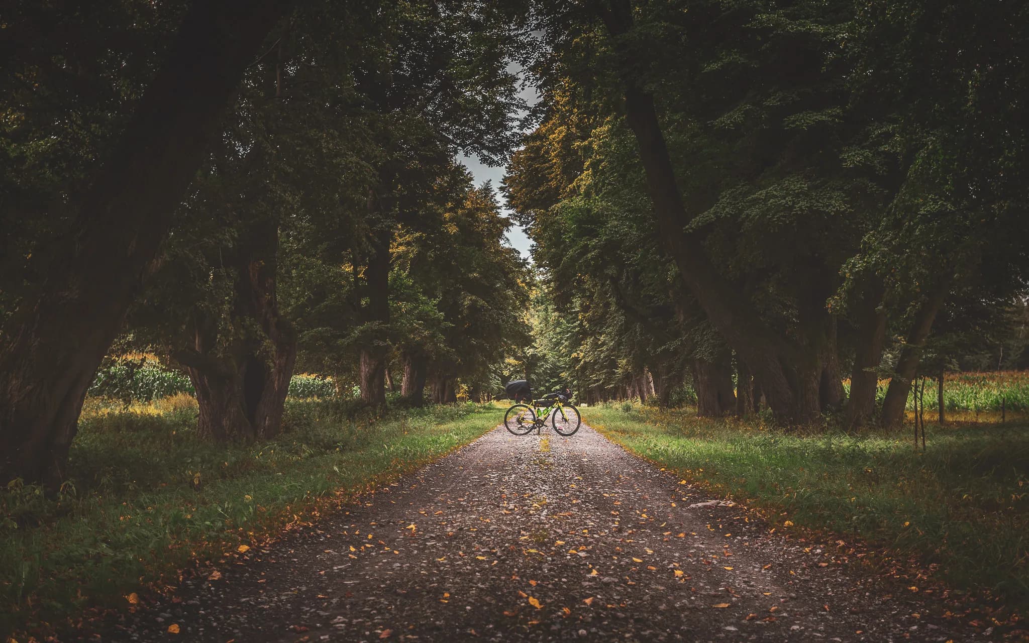 A dirt track lined with majestic trees, creating a natural canopy above. In the centre, a bicycle lies on the ground, surrounded by fallen leaves, evoking a peaceful, autumnal atmosphere.