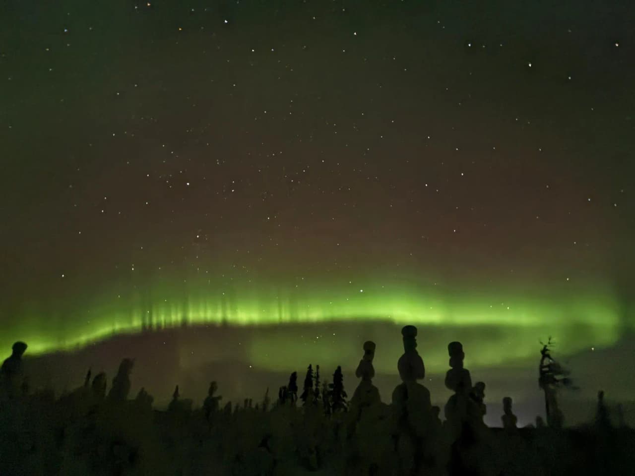 Northern lights in a starry sky, silhouettes of snow-covered trees in Lapland. Polar magic!