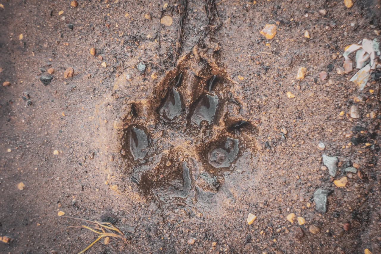 Trace d'une patte de loup sur le sol, témoignant de la faune sauvage du Vercors. Aventure nature !
