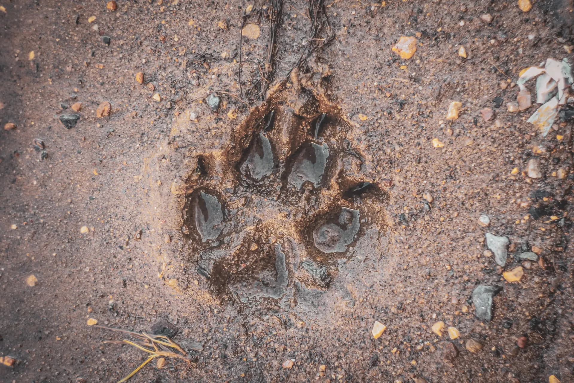 Trace d'une patte de loup sur le sol, témoignant de la faune sauvage du Vercors. Aventure nature !