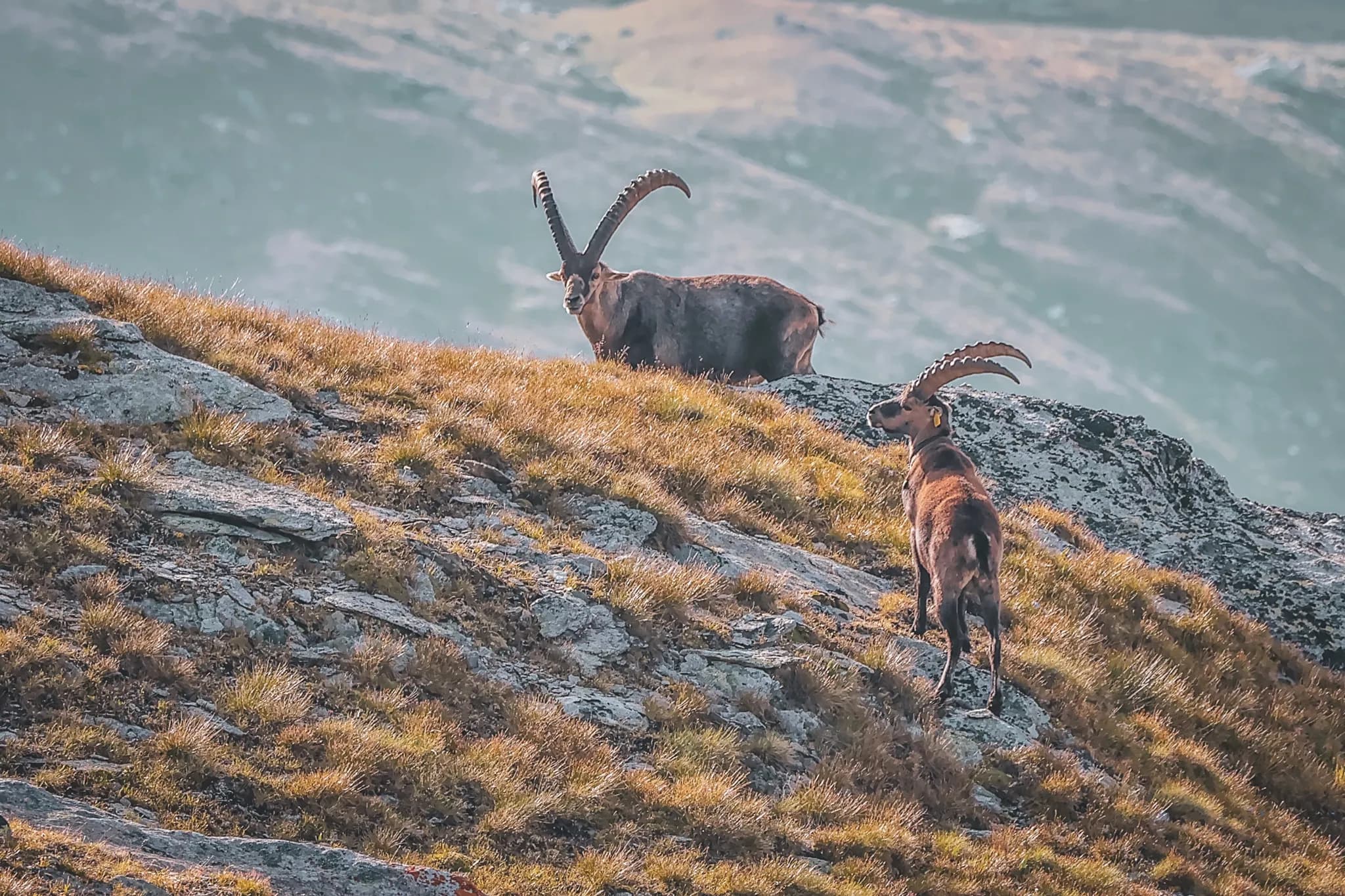 Two ibex are standing on rocky ground, surrounded by vegetation. One of the animals, in the foreground, is seen in profile with large spiral horns, while the other is slightly in the background,