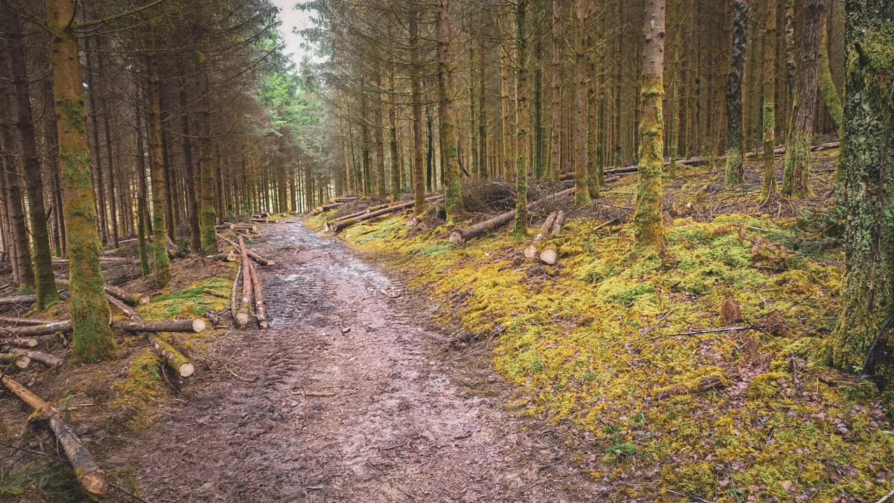 A muddy path through the heart of the Ardennes forests, an invitation to adventure and escape.