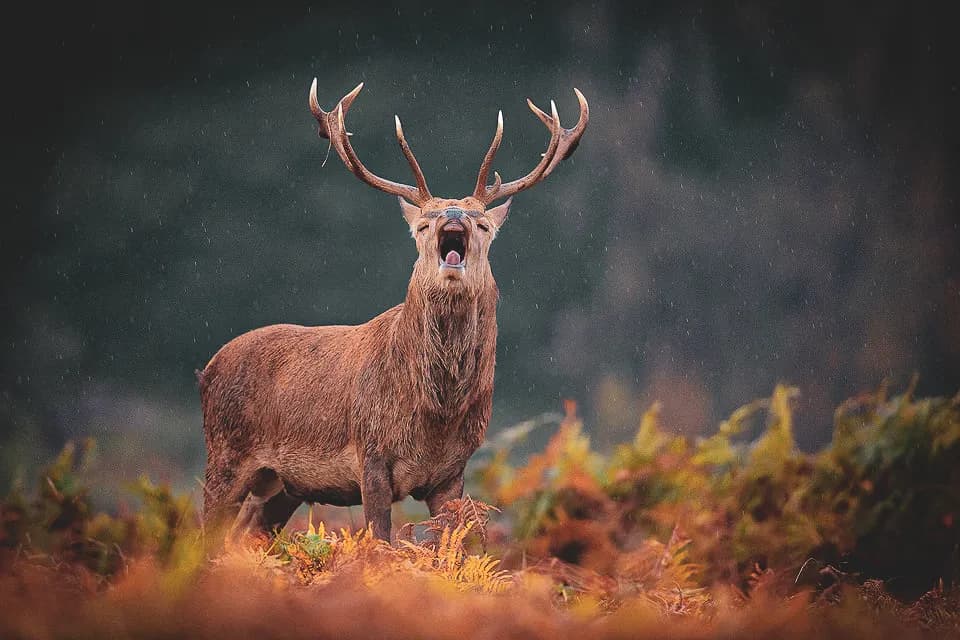Cerf majestueux bramant dans les forêts d'Ardenne, une invitation à l'aventure sauvage.