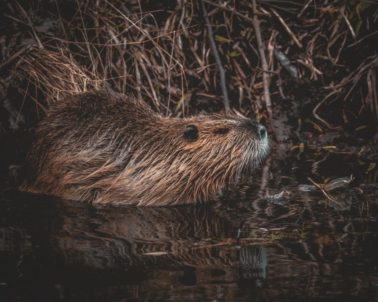 Un castor émerge tranquillement de l'eau, entouré de végétation, invitant à l'exploration naturelle.