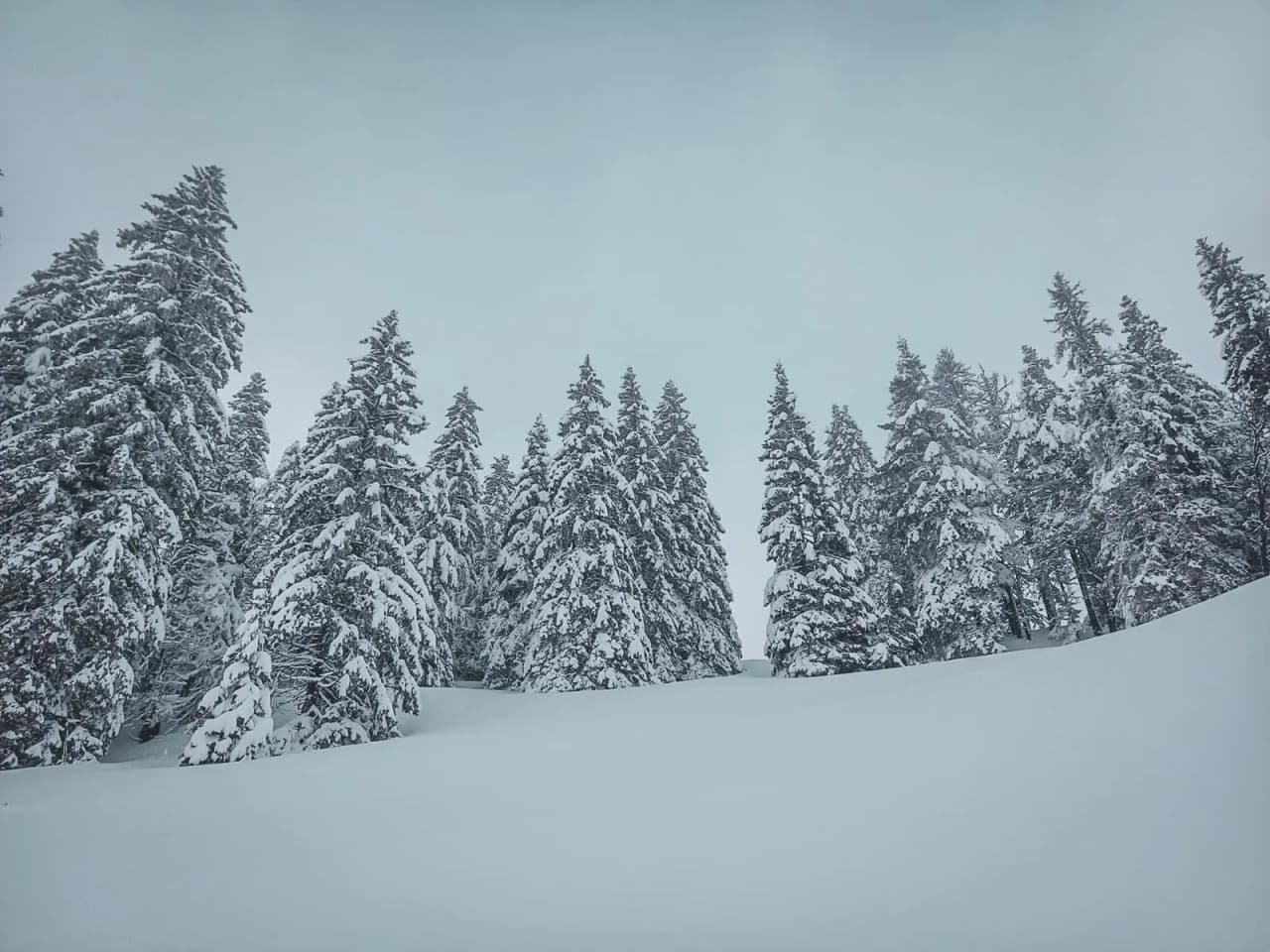 Snow-covered coniferous forest under grey skies, perfect for a winter snowshoeing adventure.