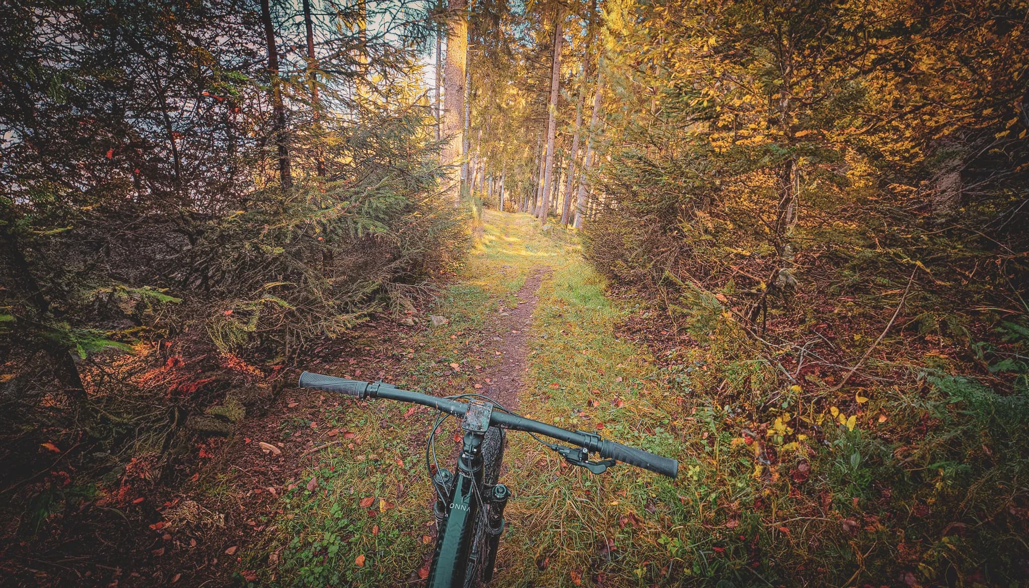A narrow, winding path through a forest, lined with tall trees with golden and green foliage. In the foreground, the handlebars of a mountain bike are visible, suggesting that the cyclist is getting ready to ride.
