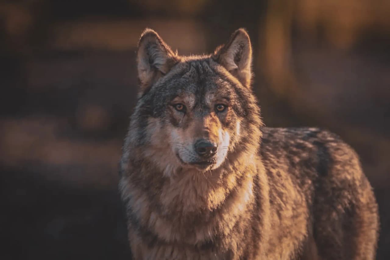 Un loup majestueux se tient dans la lumière dorée du Vercors, symbole de la nature préservée.