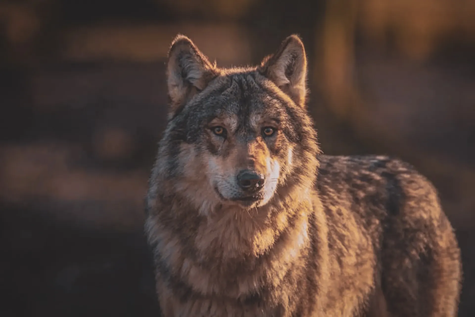 Un loup majestueux se tient dans la lumière dorée du Vercors, symbole de la nature préservée.