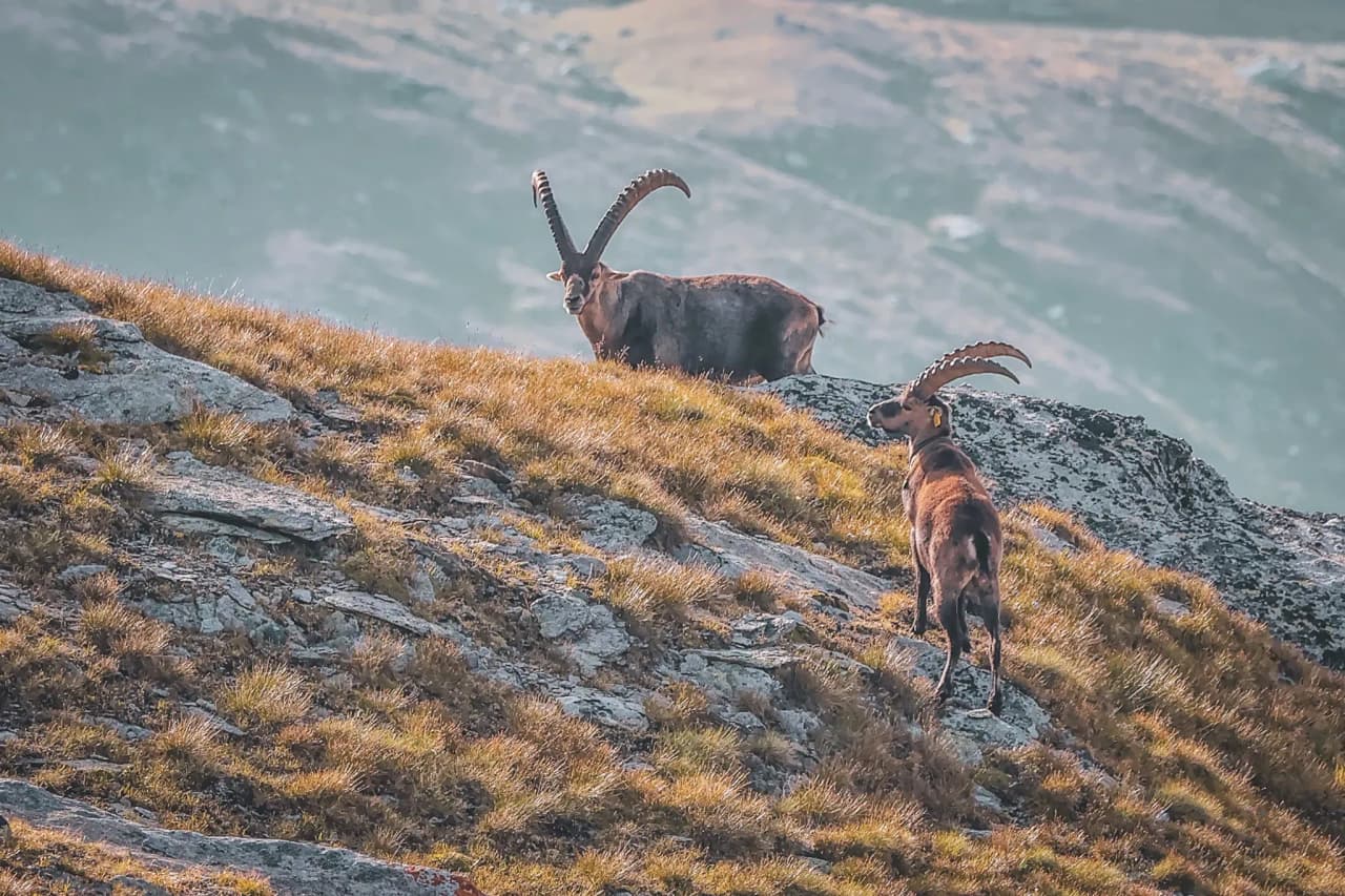 Two majestic ibexes stand on a green hill in the Alps, ready for adventure.