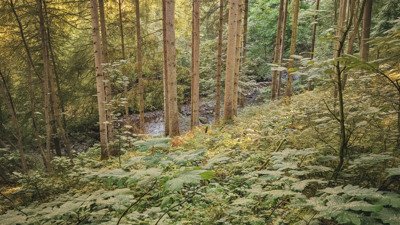 The verdant Ardennes forest, majestic trees and soothing stream are an invitation to escape.