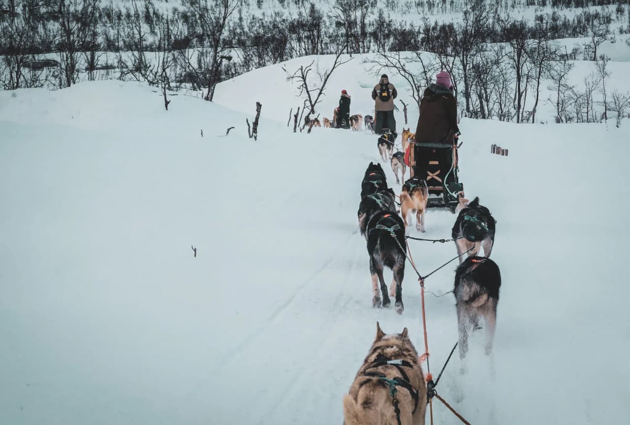 Huskies gliding through a snow-covered landscape, a magical adventure in Norwegian Lapland.