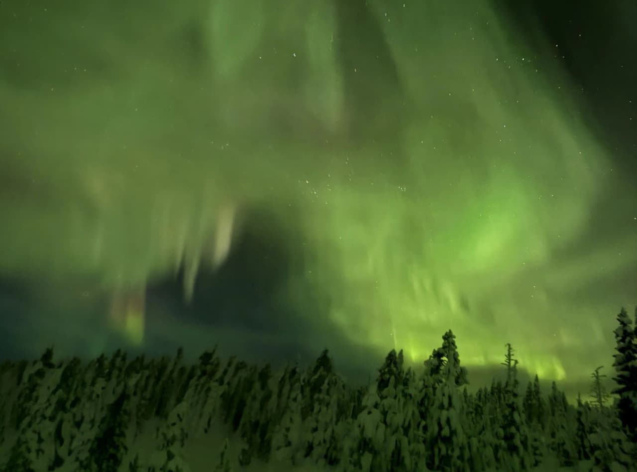 A sky illuminated by green northern lights above a snow-covered forest in Lapland.