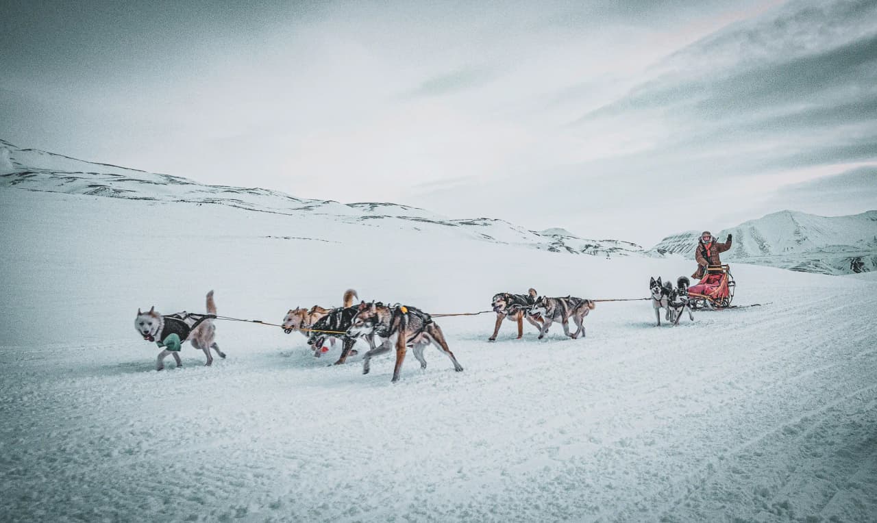a team of huskies crossing the immaculate snow under a clear sky