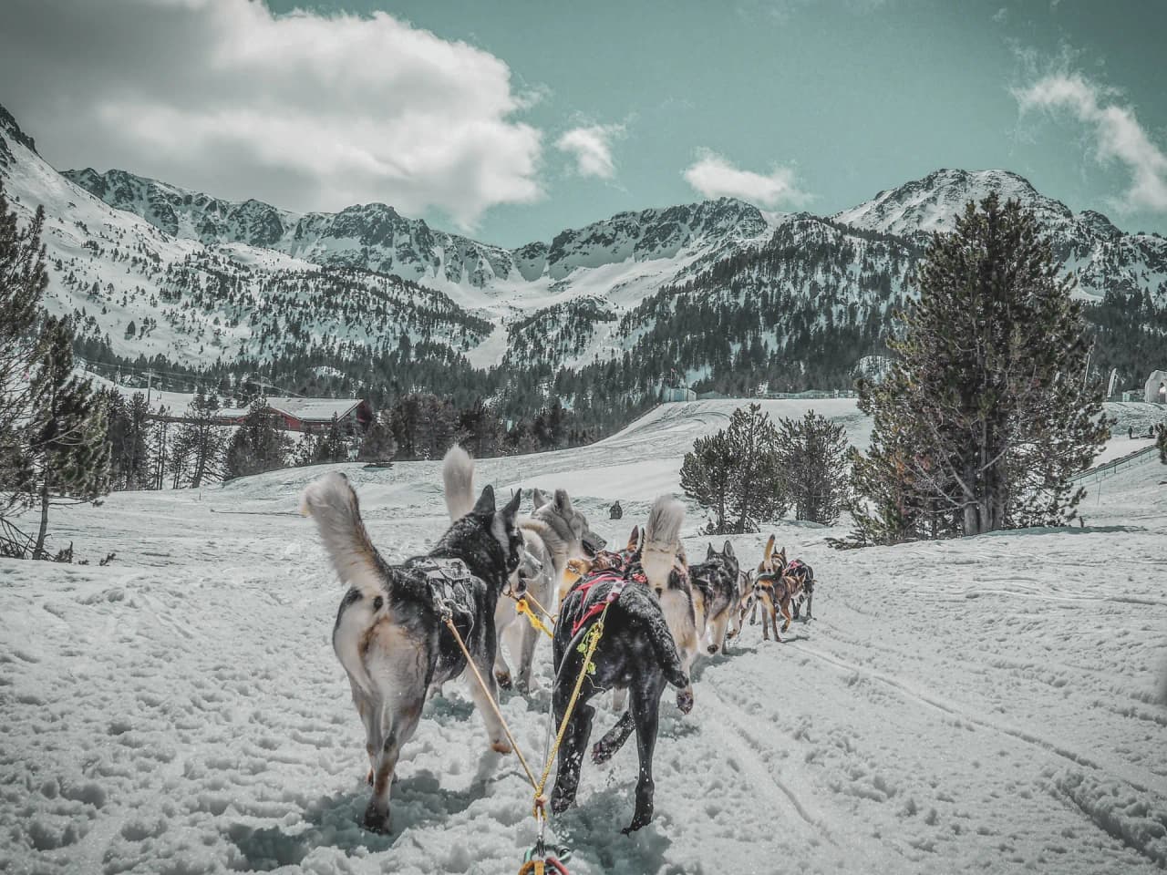 A team of huskies set off through a snowy Alpine landscape, under a cloudy blue sky.