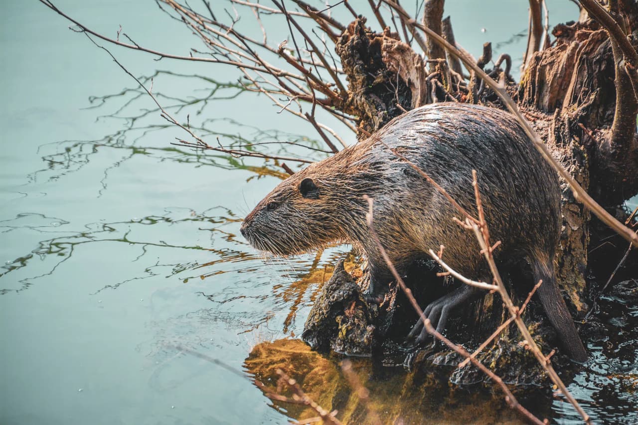 Castor émergeant d'une rivière paisible, entouré de branches, invitant à l'exploration nature.