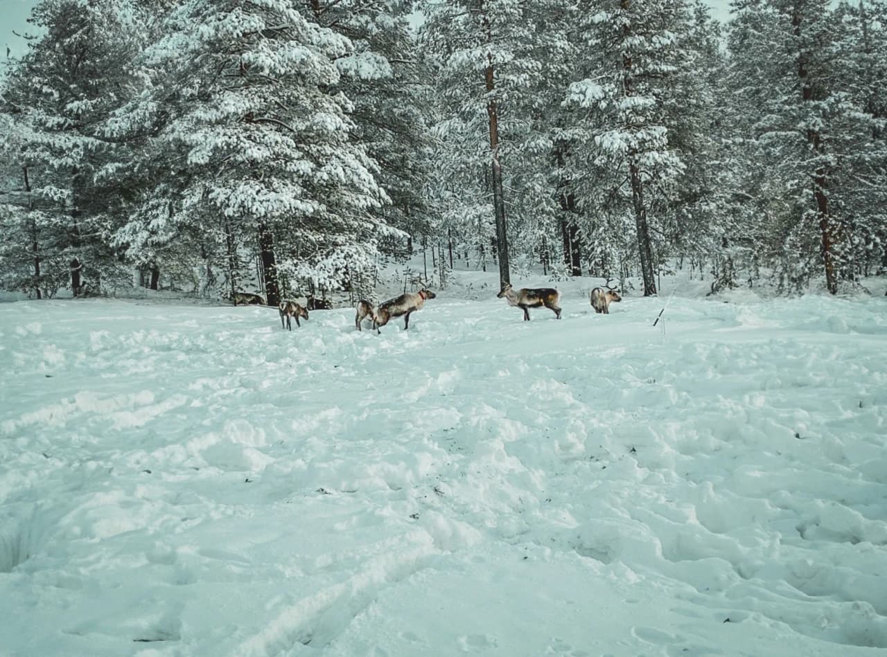 Reindeer herders in the enchanted snow of Swedish Lapland, beneath snow-laden trees.