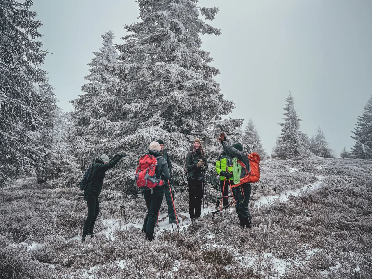 A group of snowshoe hikers under a misty sky, surrounded by snow-covered fir trees.