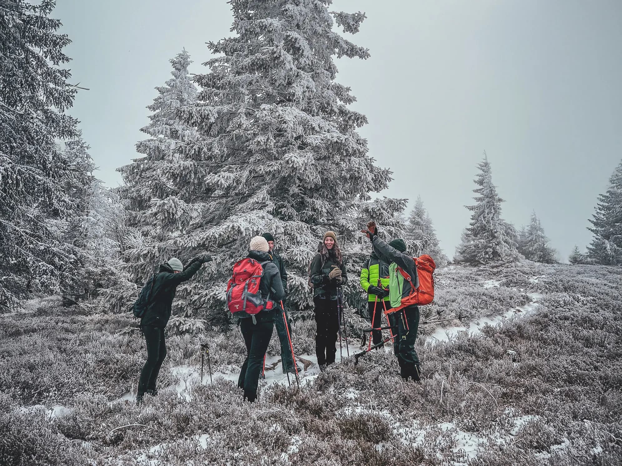 A group of snowshoe hikers under a misty sky, surrounded by snow-covered fir trees.