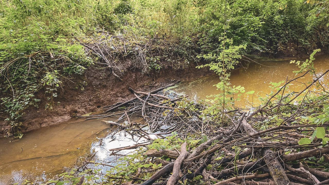 Un ruisseau bordé de branches, au cœur d'une nature luxuriante en Belgique. Aventure et exploration!